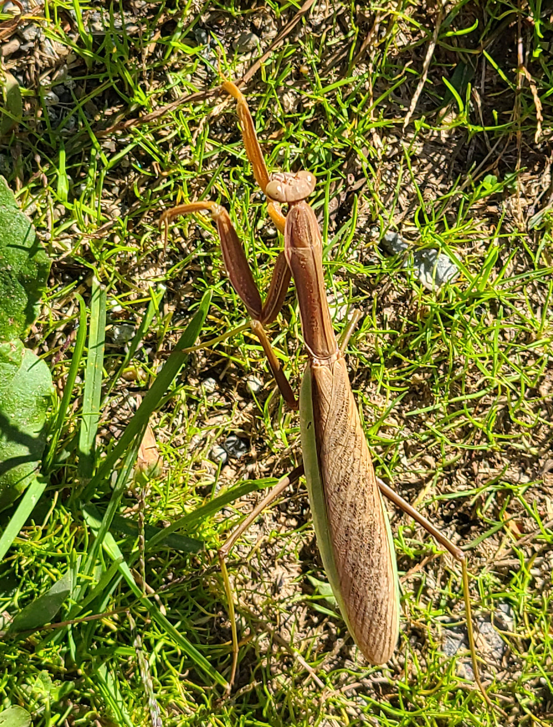 This praying mantis was found on a lawn in early September of this year; this particular insect was described to me as a walkingstick, possibly due to its long legs and brown color. The two pairs of rear legs are very thin, resembling walkingstick legs. The toothy front legs are more substantial, and move lightning-fast to catch prey. Mantises also have wings and can fly for short distances, usually to escape predators.